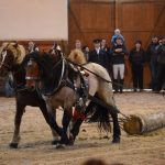 Nadchla přehlídka hřebců i bohatý doprovodný program
