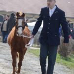 Nadchla přehlídka hřebců i bohatý doprovodný program