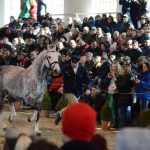 Nadchla přehlídka hřebců i bohatý doprovodný program