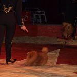 Cirkus Arlet baví děti vystoupením psíků