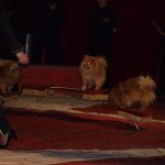 Cirkus Arlet baví děti vystoupením psíků