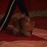 Cirkus Arlet baví děti vystoupením psíků