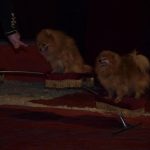 Cirkus Arlet baví děti vystoupením psíků