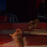 Cirkus Arlet baví děti vystoupením psíků