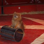 Cirkus Arlet baví děti vystoupením psíků