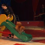 Cirkus Arlet baví děti vystoupením psíků