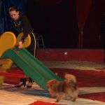 Cirkus Arlet baví děti vystoupením psíků