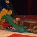 Cirkus Arlet baví děti vystoupením psíků