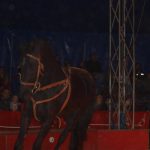 Cirkus Arlet baví děti vystoupením psíků