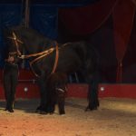 Cirkus Arlet baví děti vystoupením psíků