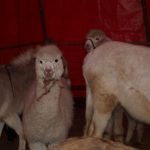 Cirkus Arlet baví děti vystoupením psíků