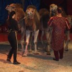 Cirkus Arlet baví děti vystoupením psíků
