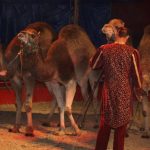 Cirkus Arlet baví děti vystoupením psíků