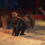 Cirkus Arlet baví děti vystoupením psíků