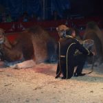 Cirkus Arlet baví děti vystoupením psíků