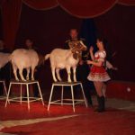 Cirkus Arlet baví děti vystoupením psíků
