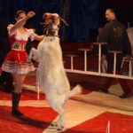 Cirkus Arlet baví děti vystoupením psíků