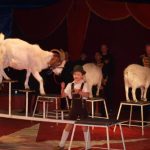 Cirkus Arlet baví děti vystoupením psíků