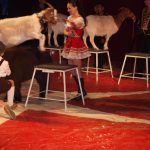 Cirkus Arlet baví děti vystoupením psíků