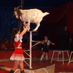 Cirkus Arlet baví děti vystoupením psíků