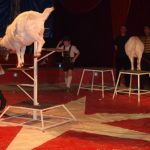 Cirkus Arlet baví děti vystoupením psíků