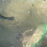 V Nišovicích loví pstruhy na klacek