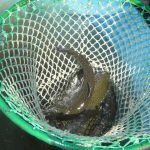 V Nišovicích loví pstruhy na klacek