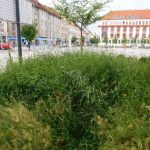 Není louka jako louka. Letní louka na táborský a milevský způsob