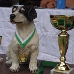 Pejskiáda pomůže psům ze strakonického útulku a zvířecího azylu Sirius v Písku