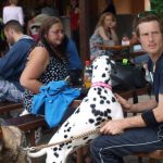 Pejskiáda pomůže psům ze strakonického útulku a zvířecího azylu Sirius v Písku