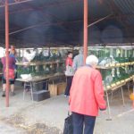 „Sestra Živitelky“ – nával na táborském Dnu zemědělce