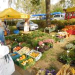 „Sestra Živitelky“ – nával na táborském Dnu zemědělce