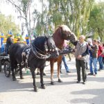 „Sestra Živitelky“ – nával na táborském Dnu zemědělce