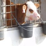 „Sestra Živitelky“ – nával na táborském Dnu zemědělce