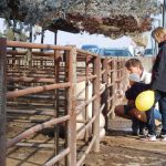 „Sestra Živitelky“ – nával na táborském Dnu zemědělce