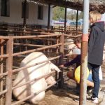 „Sestra Živitelky“ – nával na táborském Dnu zemědělce