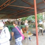 „Sestra Živitelky“ – nával na táborském Dnu zemědělce