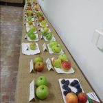 „Sestra Živitelky“ – nával na táborském Dnu zemědělce