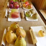 „Sestra Živitelky“ – nával na táborském Dnu zemědělce