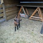 V Soběslavi své šampiony předvedlo rovných 150 chovatelů
