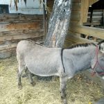 V Soběslavi své šampiony předvedlo rovných 150 chovatelů