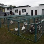 V Soběslavi své šampiony předvedlo rovných 150 chovatelů