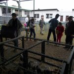 V Soběslavi své šampiony předvedlo rovných 150 chovatelů