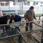 V Soběslavi své šampiony předvedlo rovných 150 chovatelů