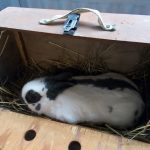 V Soběslavi své šampiony předvedlo rovných 150 chovatelů