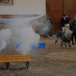 V píseckém hřebčinci diváci viděli koně a jezdce v akci. Další přehlídka bude už za týden