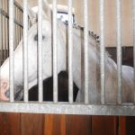 V píseckém hřebčinci diváci viděli koně a jezdce v akci. Další přehlídka bude už za týden