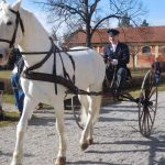 V píseckém hřebčinci diváci viděli koně a jezdce v akci. Další přehlídka bude už za týden
