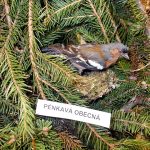 Výstava o přírodě a její ochraně začala v chotovinské škole