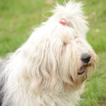 Letošní Běhochod se vydařil. Počasí mu přálo